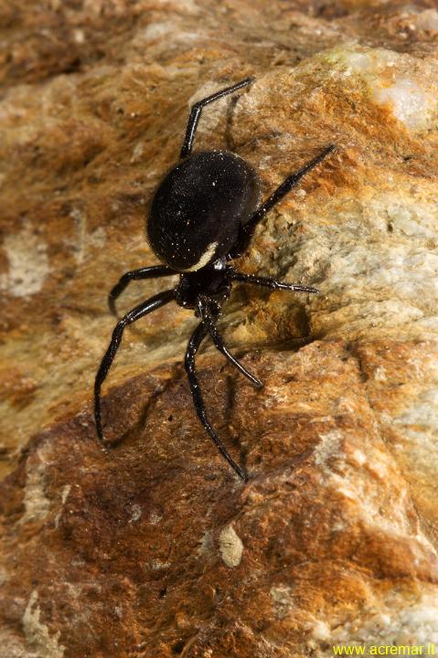 Steatoda paykulliana